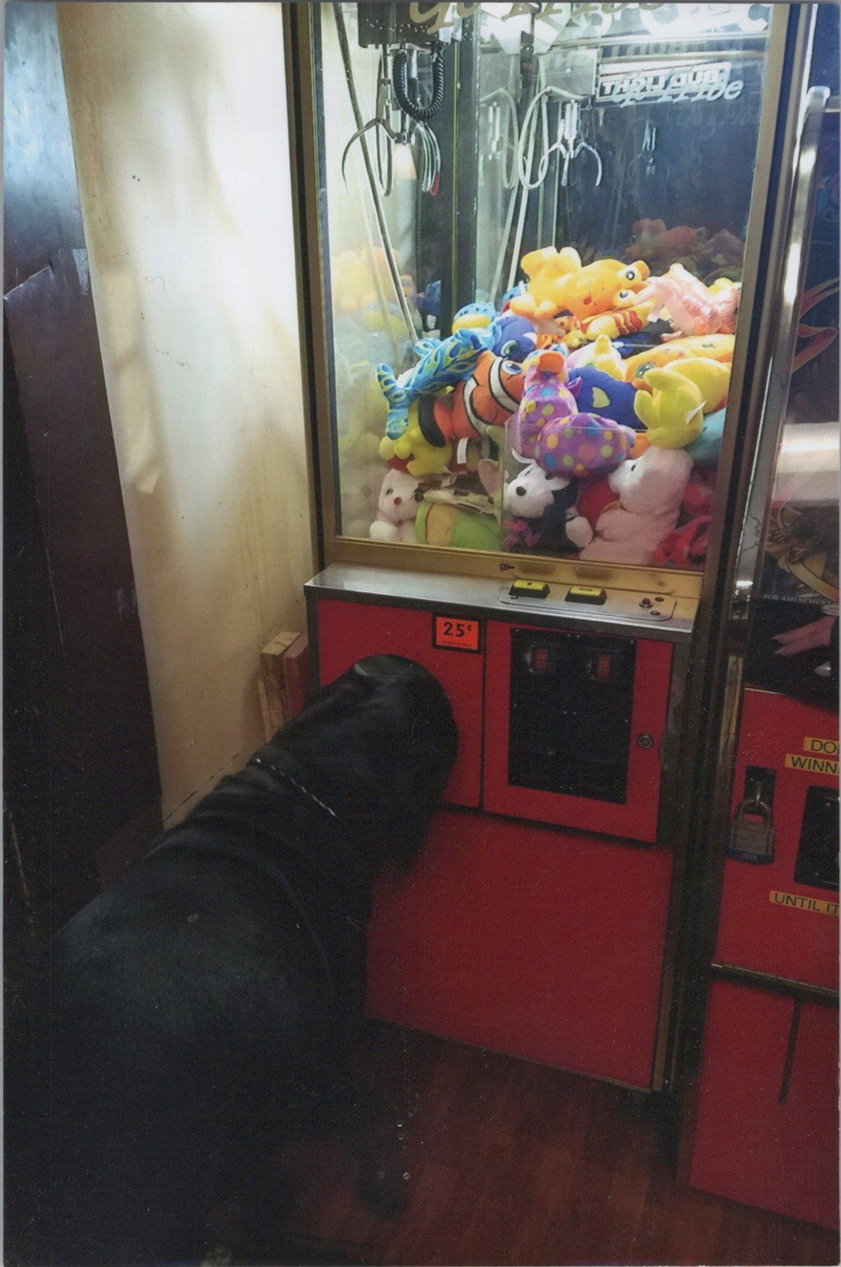 Sherry's dog with its head in the claw machine.