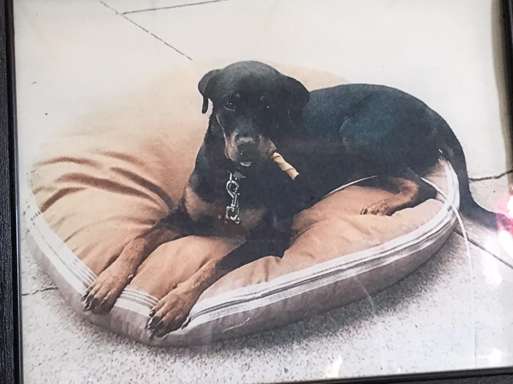 Dog lying on dog bed with a chew treat.