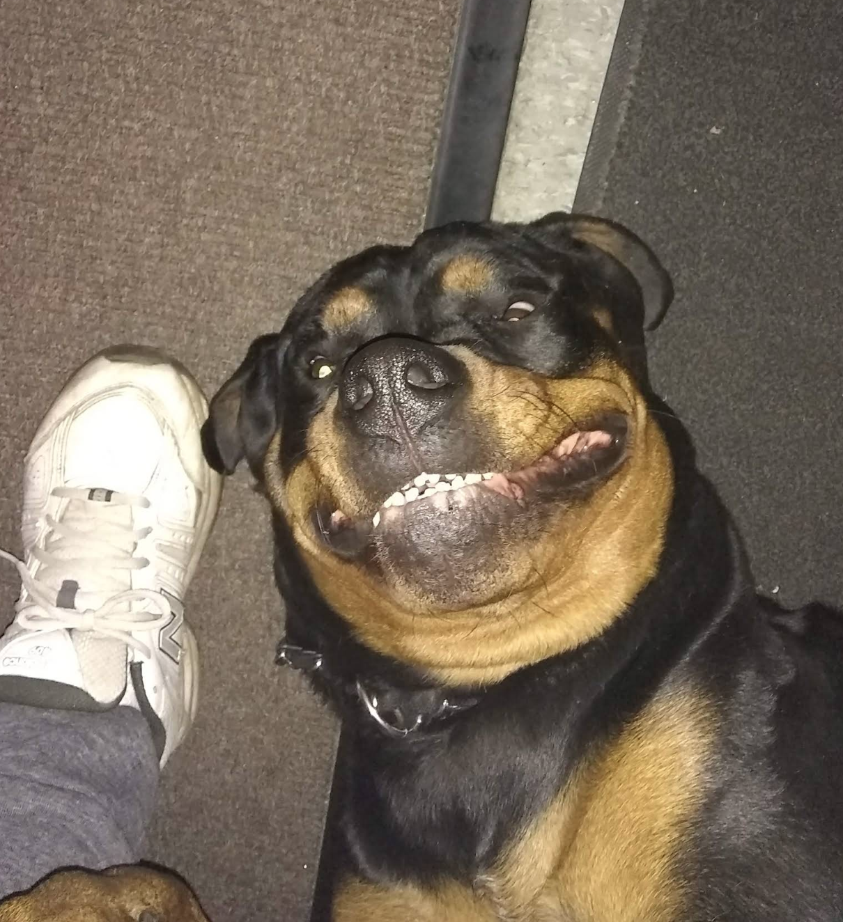 Close-up of a dog's face that looks like it's smiling.
