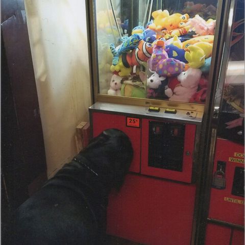 Sherry's dog with its head in the claw machine.