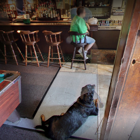 Dog lying on the floor near the bar.