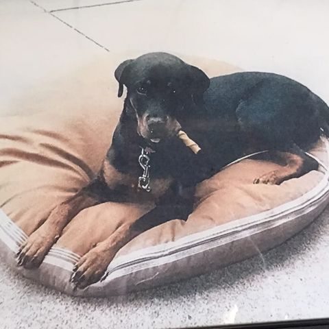 Dog lying on dog bed with a chew treat.