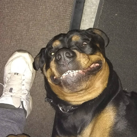 Close-up of a dog's face that looks like it's smiling.